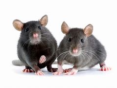 Image result for Mouse vs Rat Ears