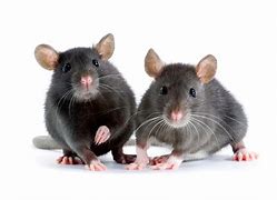 Image result for Large Mouse vs Rat