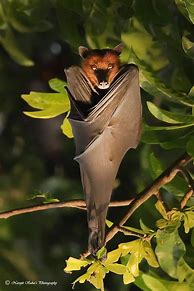 Image result for Fruit Bat Upside Down