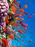 Image result for Bright Underwater Sea Life