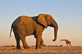 Image result for Tall Elephant