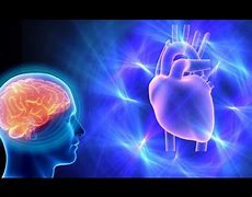 Image result for Heart Neurons
