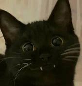 Image result for Smiling Cat Meme Black White