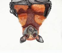 Image result for Brown Bat Cartoon