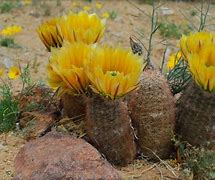 Image result for Texas Cacti