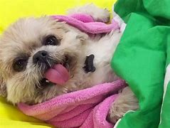 Image result for Cutest What Are Those Vine