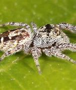 Image result for Spider Identification Southern California