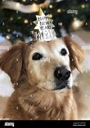 Image result for Golden Retriever Happy New Year