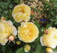 Image result for Montcy Cheverny Rose