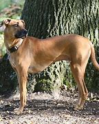 Image result for Black Mouth Cur Hunting Dogs