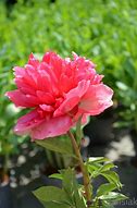 Image result for Paeonia lactiflora Command Performance