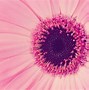 Image result for Pink Floral Wallpaper