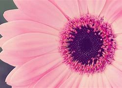 Image result for Pink Flowers Wallpapers for Desktop