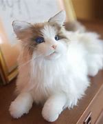 Image result for robot cats companions