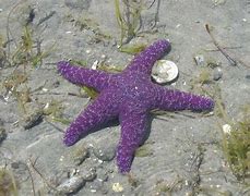 Image result for Naturally Purple Animals