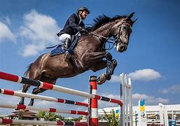 Image result for Race Horse Jumping