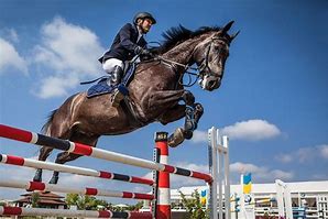 Image result for Race Horse Jumping