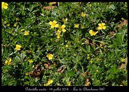 Image result for Potentilla Mont dOr