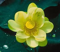 Image result for Lotus Flower Background Wallpaper