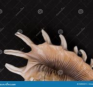 Image result for Coquillage Pointu