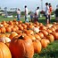 Image result for Pumpkin Picking Field