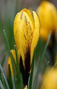 Image result for Crocus korolkowii