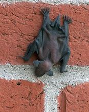 Image result for Orphan Bats