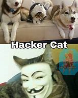 Image result for Hacker Cat Meme