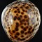 Image result for cypraea_tigris