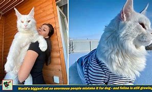 Image result for A Picture of the Biggest Cat in the World Compared to a Human