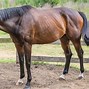 Image result for Japanese Race Horses