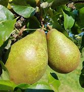 Image result for Pyrus communis Comtesse de Paris