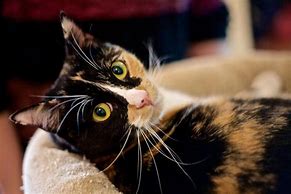 Image result for Thanks for Calling Meow Can I Help You