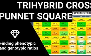 Image result for Trihybrid Cross Punnett Square