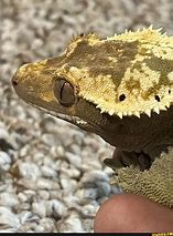 Image result for Funny Gecko Memes