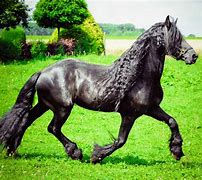 Image result for Caballo Friesian