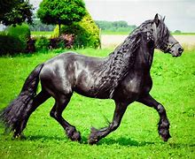 Image result for friesians horses