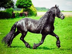 Image result for Bay Friesian Horse