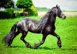 Image result for Friesian Horse Galloping