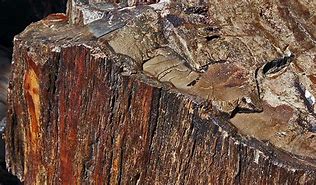 Image result for Petrified Wood Spear Head