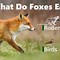 Image result for What Does Fox Poop Look Like