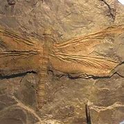 Image result for Prehistoric Insects Size