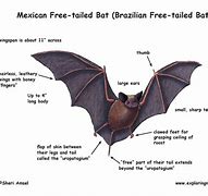 Image result for Tails for a Bat