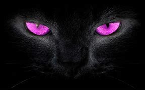Image result for Pink Cat White Background