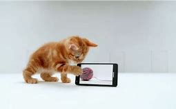 Image result for Samsung Galaxy Commercial with Kitten