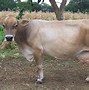 Image result for Types of Dairy Cows in Kenya