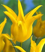 Image result for Tulipa Flashback