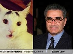 Image result for Eyebrow Cat Meme