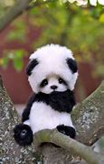 Image result for Little Panda