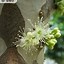 Image result for Plinia Cauliflora